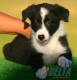 Border Collie Negro Bicolor Macho #093M51249.jpg