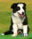 Border Collie Negro Bicolor Hembra #088H41250.jpg