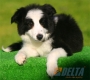 Border Collie Negro Bicolor Hembra #088H41251.jpg