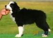 Border Collie Negro Bicolor Hembra #088H41252.jpg