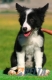 Border Collie Negro Bicolor Hembra #089H61256.jpg
