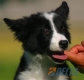 Border Collie Negro Bicolor Hembra #089H61257.jpg
