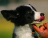 Border Collie Negro Bicolor Hembra #089H61258.jpg