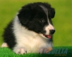 Border Collie Negro Bicolor Hembra #093H21264.jpg