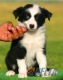 Border Collie Negro Bicolor Macho #093M31267.jpg