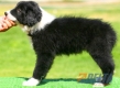 Border Collie Negro Bicolor Hembra #092H41274.jpg