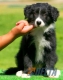 Border Collie Negro Bicolor Hembra #092H41275.jpg