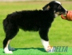 Border Collie Negro Tricolor Hembra #091H41304.jpg