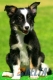 Border Collie Negro Tricolor Hembra #091H41306.jpg