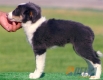 Border Collie Azul Tricolor Hembra #091H61312.jpg
