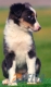 Border Collie Azul Tricolor Hembra #091H61314.jpg