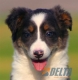 Border Collie Azul Tricolor Hembra #091H61315.jpg