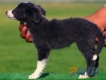 Border Collie Azul Bicolor Hembra #091H71316.jpg