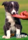 Border Collie Azul Bicolor Hembra #091H71318.jpg