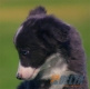 Border Collie Azul Bicolor Hembra #091H71319.jpg