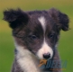 Border Collie Azul Bicolor Hembra #091H71320.jpg