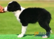 Border Collie Negro Bicolor Macho #091M11326.jpg