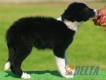 Border Collie Negro Bicolor Macho #091M11327.jpg