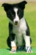 Border Collie Negro Bicolor Macho #091M11328.jpg