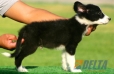 Border Collie Negro Bicolor Macho #094M11339.jpg