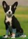 Border Collie Negro Bicolor Macho #094M11341.jpg