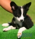 Border Collie Negro Bicolor Macho #094M11342.jpg