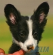 Border Collie Negro Bicolor Macho #094M11343.jpg