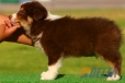 Border Collie Chocolate Tricolor Hembra #096H11348.jpg
