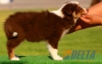 Border Collie Chocolate Tricolor Hembra #096H11349.jpg
