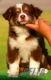 Border Collie Chocolate Tricolor Hembra #096H11350.jpg