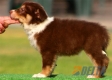 Border Collie Chocolate Tricolor Hembra #096H41358.jpg