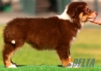 Border Collie Chocolate Tricolor Hembra #096H41359.jpg