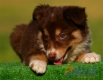 Border Collie Chocolate Tricolor Hembra #096H41361.jpg