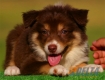 Border Collie Chocolate Tricolor Hembra #096H41362.jpg