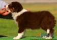 Border Collie Chocolate Tricolor Macho #096M31367.jpg