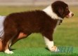 Border Collie Chocolate Tricolor Macho #096M31368.jpg