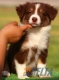 Border Collie Chocolate Tricolor Macho #096M31369.jpg