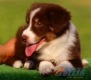 Border Collie Chocolate Tricolor Macho #096M31371.jpg