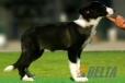 Border Collie Seal Bicolor Hembra #089H91372.jpg