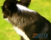 Border Collie Seal Bicolor Hembra #089H91376.jpg