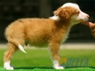 Border Collie Dorado Mirlo Bicolor Macho #090M41379.jpg