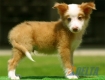 Border Collie Dorado Mirlo Bicolor Macho #090M41380.jpg