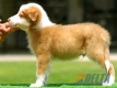Border Collie Dorado Mirlo Bicolor Macho #090M41381.jpg