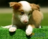 Border Collie Dorado Mirlo Bicolor Macho #090M41383.jpg