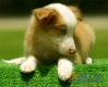 Border Collie Dorado Mirlo Bicolor Macho #090M41384.jpg