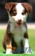 Border Collie Chocolate Tricolor Macho #090M21388.jpg