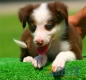 Border Collie Chocolate Tricolor Macho #090M21389.jpg