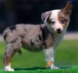 Border Collie Azul Mirlo Tricolor Hembra #090H31391.jpg