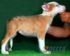 Border Collie Sable Mirlo Hembra #090H51396.jpg