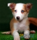 Border Collie Sable Mirlo Hembra #090H51398.jpg